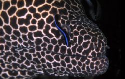 Honeycomb moray and cleaner wrasse friend in Mozambique. ... by Fiona Ayerst 